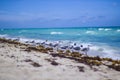 Miami Beach and Seagull