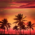 Miami Beach South Beach sunset palm trees Florida Royalty Free Stock Photo