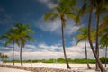 Miami Beach summer scene with palm trees. Long exposure photo blurry palm fronds and clouds