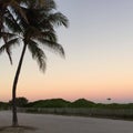 Miami beavh sunset evening palm sand Royalty Free Stock Photo