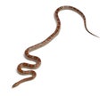Miami Corn Snake or Red Rat Snake, Pantherophis Royalty Free Stock Photo