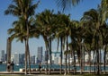 Miami Downtown skyline in a sunny day with palms. Royalty Free Stock Photo