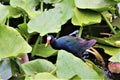 Miami, United States - A black bird in the Everglades National Park Royalty Free Stock Photo