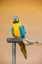 Miami, Florida / USA- May 26, 2019: Beautiful colorful Macaw true Parrot/s on a stick at Parrot Jungle outdoor park on Watson Royalty Free Stock Photo