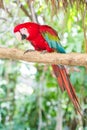 Miami, Florida / USA- May 26, 2019: Beautiful colorful Macaw true Parrot/s on a stick at Parrot Jungle outdoor park on Watson