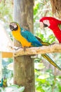 Miami, Florida / USA- May 26, 2019: Colorful Macaws true Parrots on a stick outdoors at Parrot Jungle park on Watson Island Royalty Free Stock Photo