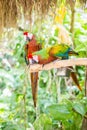 Miami, Florida / USA- May 26, 2019: Colorful Macaws true Parrots on a stick outdoors at Parrot Jungle park on Watson Island