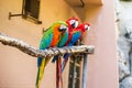 Miami, Florida / USA- May 26, 2019: Colorful Macaws true Parrots on a stick outdoors at Parrot Jungle park on Watson Island