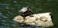 Painted turtle at Miami Fairchild botanical garden