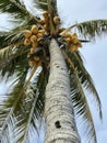 A palm tree over the sunny beaches of Miami, Florida, USA