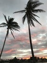 Palm trees over a sunset in Miami, Florida, USA Royalty Free Stock Photo