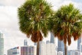 Miami palm trees with city scene in background