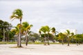 Miami palm trees in wind long exposure motion blur