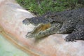 Miami Zoo, Florida, USA - American Alligator