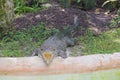 Miami Zoo, Florida, USA - American Alligator