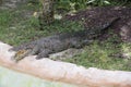 Miami Zoo, Florida, USA - American Alligator