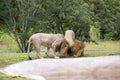 Miami Zoo, Florida, USA - Head rubbing lions