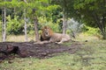 Miami Zoo, Florida, USA - lion
