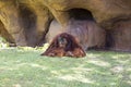 Miami Zoo, Florida, USA - Orangutan