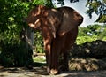 Miami Zoo Elephant with nice ears