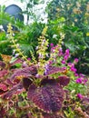Miana Coleus ornamental plant has dark purple leaves and light purple flowers