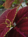 Miana has its own uniqueness which is dark red with green leaf edges