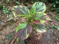 Miana Iler Coleus genus perennial herbs shrubs succulent fleshy tuberous rootstock tropics and subtropics