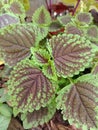 miana leaves are predominantly purple with green sides