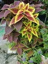 Miana Merah or commonly referred to as the slobber plant has the scientific name Coleus blood red.