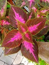 Miana plant or coleus plant