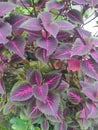 Miana, slobber or coleus atropurpureus (Plectranthus scutellarioides) flowers are included in shrubs