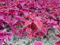 miana, slobber or Coleus scutellarioides.