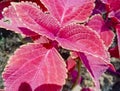 miana, slobber or Coleus scutellarioides.