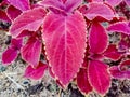 miana, slobber or Coleus scutellarioides.