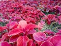 miana, slobber or Coleus scutellarioides.