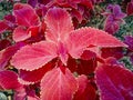 miana, slobber or Coleus scutellarioides.