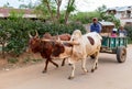 Cart drawn by a zebu on the street. Miandrivazo, Madagascar