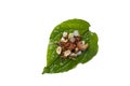 Miang Kham Small pieces of garnish are arranged on basil leaves. on isolated white background. Royalty Free Stock Photo