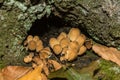 Mica Cap - Coprinellus micaceus Royalty Free Stock Photo