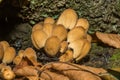 Mica Cap - Coprinellus micaceus Royalty Free Stock Photo