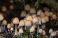 Mica cap coprinellus micaceus mushrooms Royalty Free Stock Photo