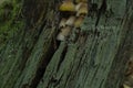 Mica Cap Coprinellus micaceus wild fungi growing in the autumn on the forest break tree