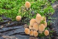 Mica cap - Coprinus micaceus