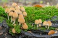 Mica cap - Coprinus micaceus