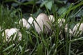 Mica Cap mushroom, Coprinellus micaceus, macro close up in green grass.