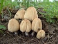 Mica Cap Mushrooms