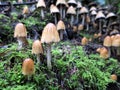 Mica Cap Mushrooms Royalty Free Stock Photo