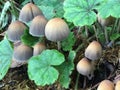 Mica Cap Mushrooms - Coprinellus micaceus