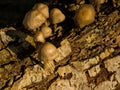 mica cap mushrooms - Coprinellus micaceus Royalty Free Stock Photo