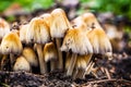 Mica cap wild mushroom. Coprinus micaceus.